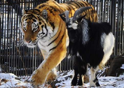 Год козлов и тигров