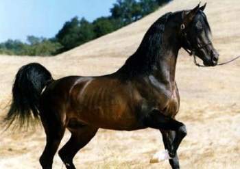 Разброд пущен в расход