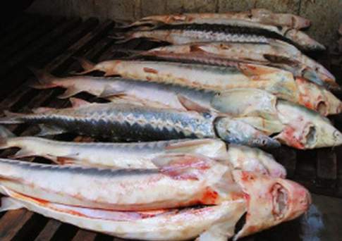 Рыбка будет золотой