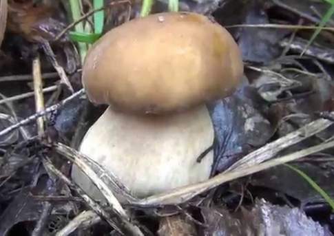 После дождичка в четверг