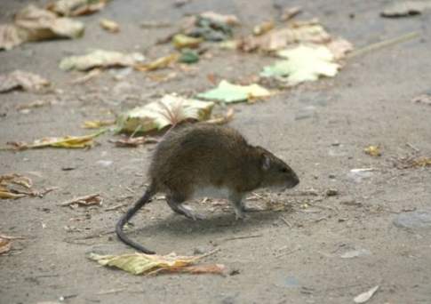 Крысиная возня