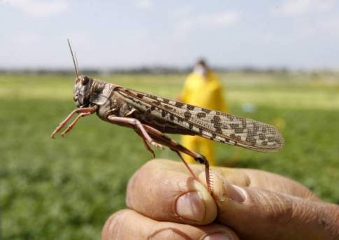 Не вышли из зимовки
