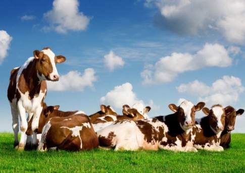 Коровкам попастись негде