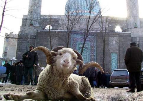Овцы к Курбан-айту