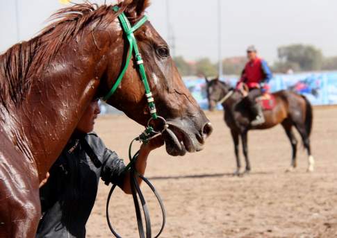 Битва столиц