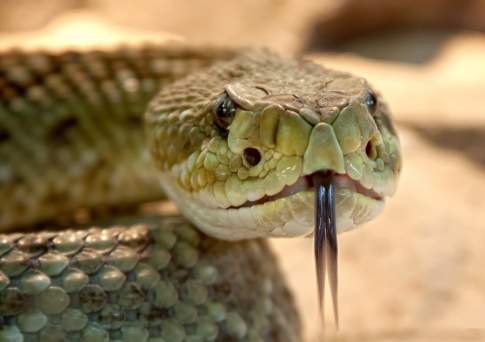 Гады ползучие