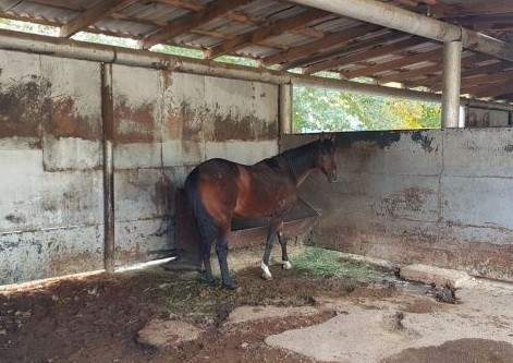 Кони привередливые