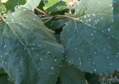 Как снег на голову